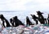 Shocking Video of Penguins living on an Island made of Plastic Waste