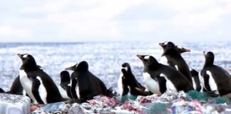 Shocking Video of Penguins living on an Island made of Plastic Waste