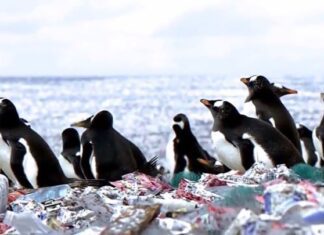 Shocking Video of Penguins living on an Island made of Plastic Waste Shocking Video of Penguins living on an Island made of Plastic Waste