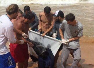 Golfinho cabeça de melão encalha em Jacaraípe