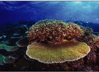 A Grande Barreira de Coral esteve cinco vezes à beira da morte nos últimos 30 mil anos – PÚBLICO