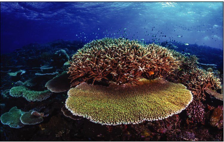 A Grande Barreira De Coral Esteve Cinco Vezes À Beira Da Morte Nos Últimos 30 Mil Anos - Público 1