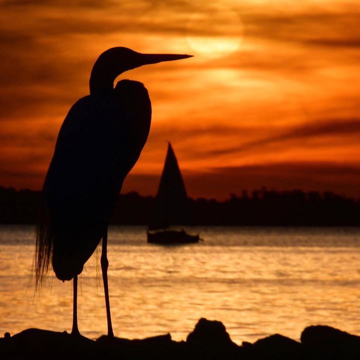 Garca Ao Por Do Sol No Rio Guaiba Porto Alegre Rs Popa Com Br