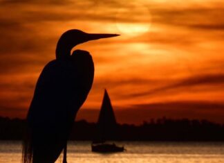 Garça ao pôr-do-sol no Rio Guaíba, Porto Alegre RS...