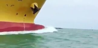 Dolphins Escorting the Vessel