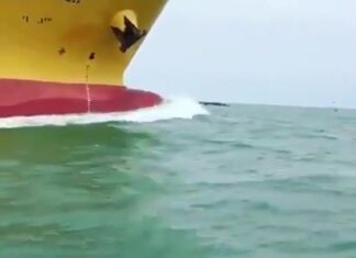Dolphins Escorting the Vessel