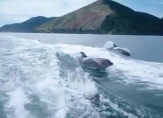 Dolphins Following the Trails Dolphins Following the Trails