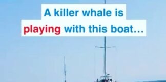 Baleia arrasta veleiro pela âncora...
