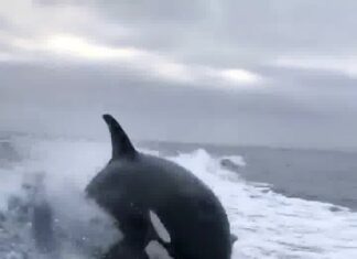 Assistir a How awesome is this ! Assistir a How awesome is this !