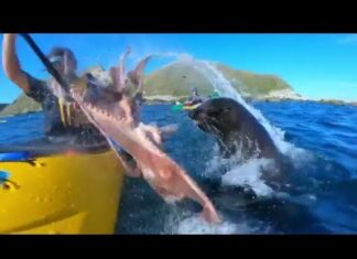 Caiaquista é atingido no rosto por polvo gigante brigando com foca Surfista é atingido no rosto por polvo gigante brigando com foca