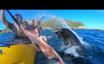 Surfista É Atingido No Rosto Por Polvo Gigante Brigando Com Foca