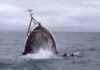 Assistir a Fishing boat sunk in minutes