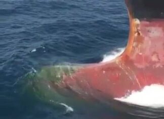 Assistir a Bulbous Bow cutting through the Water Assistir a Bulbous Bow cutting through the Water