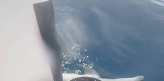 Assistir a Crazy Dolphin