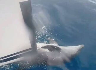 Assistir a Crazy Dolphin