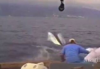 Assistir a Fishing gone wrong! Assistir a Fishing gone wrong!
