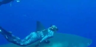 Assistir a Swimming with Shark