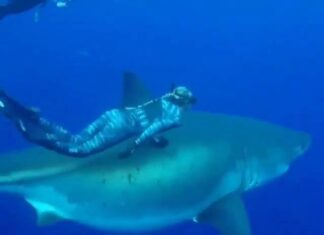 Assistir a Swimming with Shark