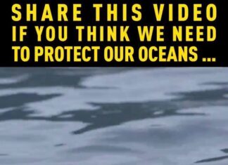 Assistir a The oceans are running out of oxygen, and climate change is fuelling the decline. Assistir a The oceans are running out of oxygen, and climate change is fuelling the decline.