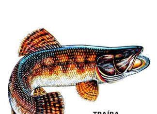 Técnicas Para A Pesca E Preparo De Traíras. Off To...