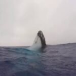  A Beautiful Whale Watch At Sea