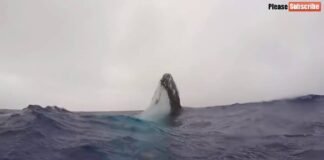  a Beautiful Whale Watch at Sea