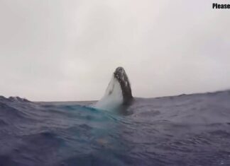  a Beautiful Whale Watch at Sea