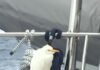  a Bird sways in wind on a sailing vessel