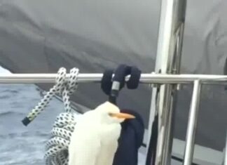  a Bird sways in wind on a sailing vessel