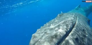  a Humpback whale protect a girl from big shark
