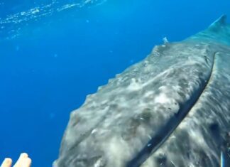  a Humpback whale protect a girl from big shark