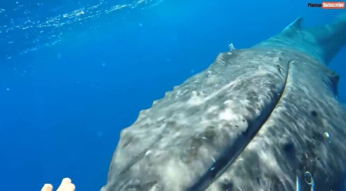  A Humpback Whale Protect A Girl From Big Shark