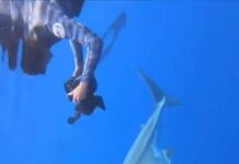 A Swimming With A Giant Shark A Swimming With A Giant Shark