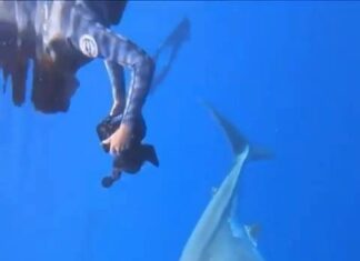 a Swimming with a Giant Shark a Swimming with a Giant Shark