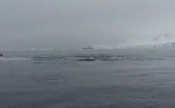  a Whale Watching