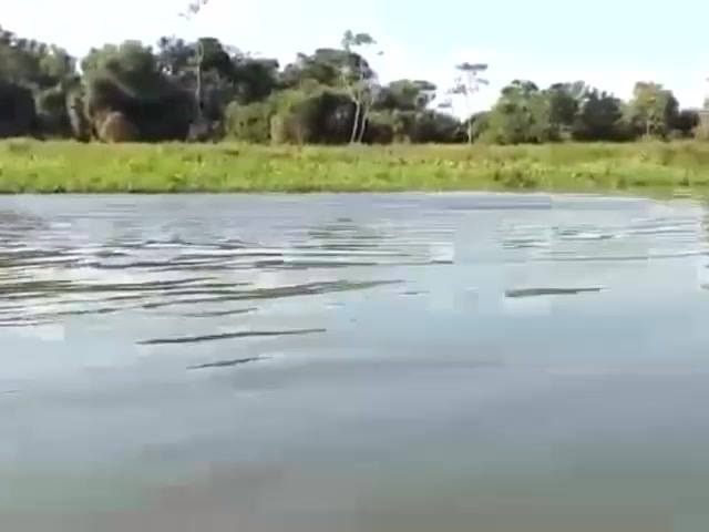 Boto X Peixe-Elétrico: “Cada Um Se Defende Como Pode” 1