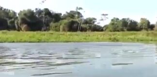 Boto x Peixe-elétrico: “cada um se defende como pode”