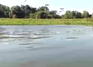 Boto x Peixe-elétrico: “cada um se defende como pode” Boto x Peixe-elétrico: “cada um se defende como pode”