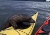  a Seals vs Kayakers