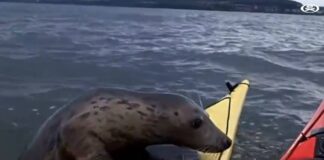  a Seals vs Kayakers