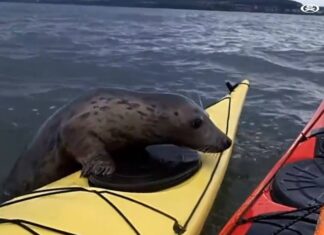 a Seals vs Kayakers a Seals vs Kayakers