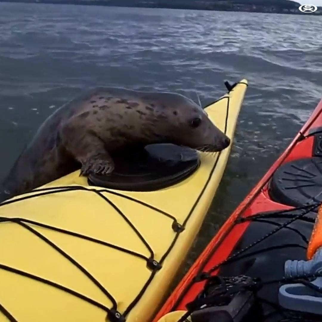 A Seals Vs Kayakers 1