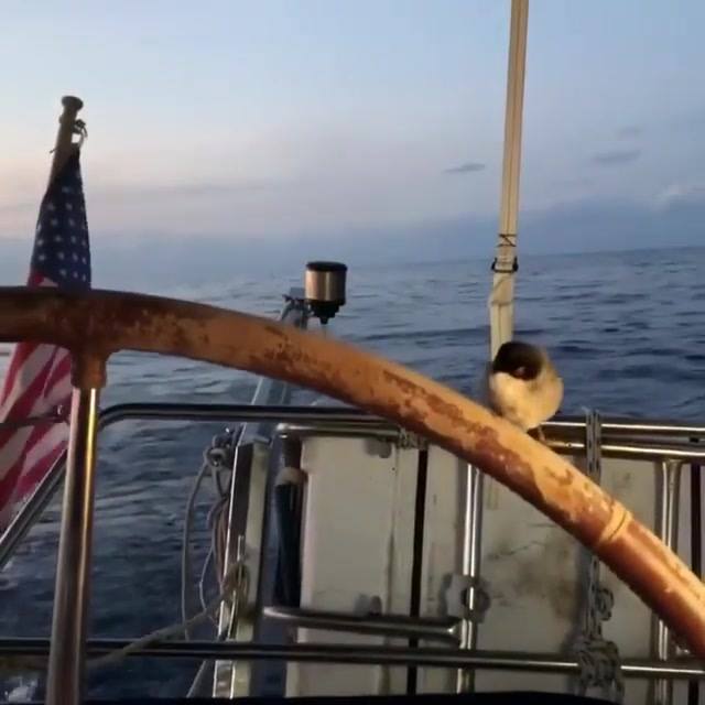 A Our New Captain!! 1