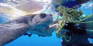 GoPro: Diver Saves Sea Turtle