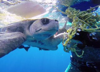 GoPro: Diver Saves Sea Turtle
