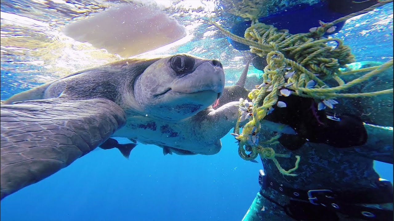 Gopro: Diver Saves Sea Turtle 1