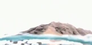  a Ils sont Magnifiques