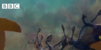  a Life: Dancing dragons