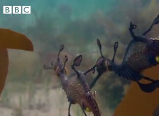 a Life: Dancing dragons a Life: Dancing dragons