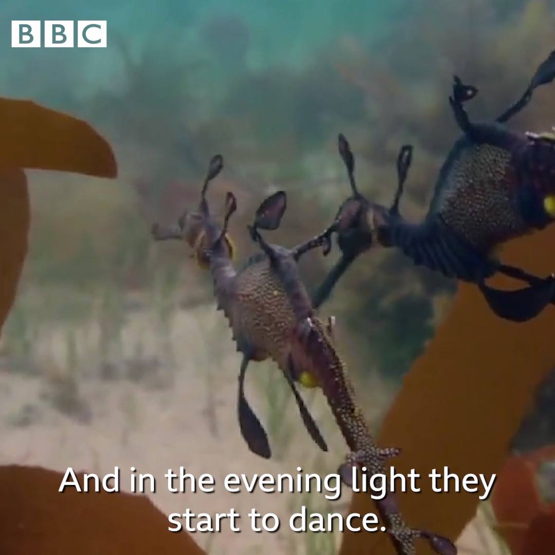 A Life: Dancing Dragons 1